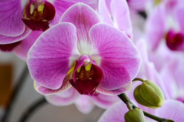 Close up of an orchid