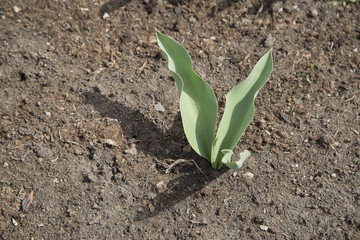 Small lilies of the valley