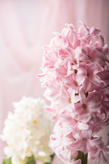  Pink and white  hyacinth