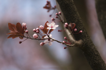 pink flowers on tree