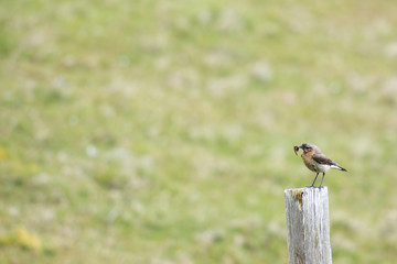 female Oenanthe oenanthe with caterpillars in beak