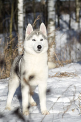 blue-eyed Siberian Husky puppy