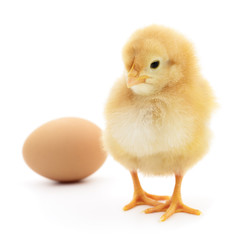 Obraz premium kurczak i jajko