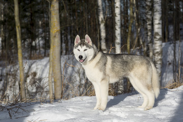 Naklejka premium blue-eyed Siberian Husky puppy
