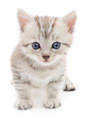 Fototapeta premium Kitten on a white background