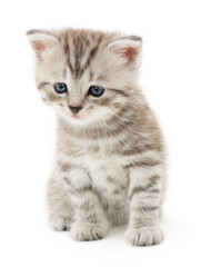 Kitten on a white background