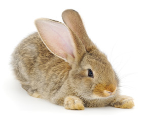 Obraz premium Brown bunny rabbit.