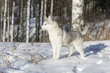 Naklejka premium blue-eyed Siberian Husky puppy
