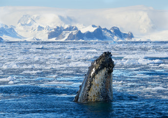 Humpback whale looking from blue sea water at the boat, with floating ice around and snowy mountains in background, Antarctic Peninsula