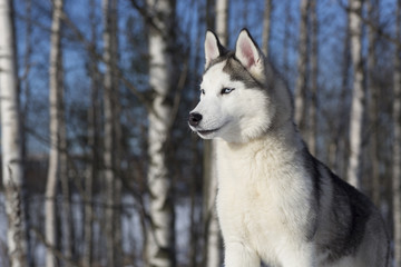 blue-eyed Siberian Husky puppy
