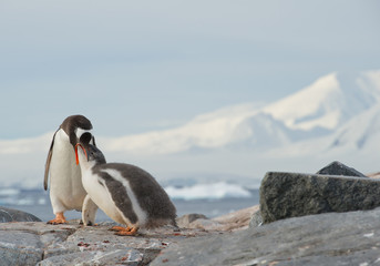Gentoo penguin feeding chick on rocky beach, with clean background and mountain silhouette, Antarctic Peninsula © mzphoto11
