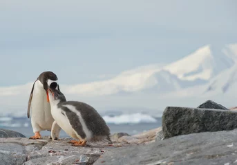 Poster Gentoo penguin feeding chick on rocky beach, with clean background and mountain silhouette, Antarctic Peninsula © mzphoto11