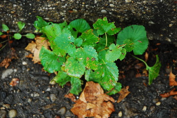 A Glimpse of Green Cracks the Rock