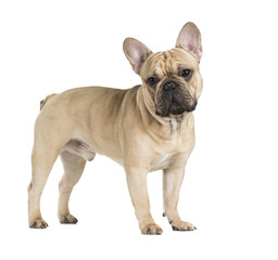 french bulldog fawn color on a white background