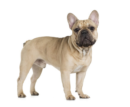 French Bulldog Fawn Color On A White Background