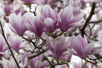 blooming magnolia flowers in spring