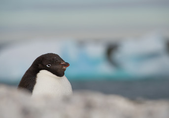 Adelie penguin portrait, with clean background, Antarctic Peninsula