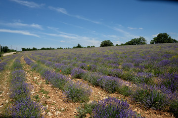 Fototapeta premium F, Provence, Vaucluse, Lavendelfelder