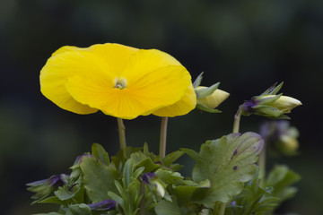 violet in the garden