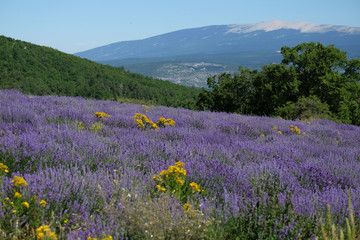 F, Provence, Vaucluse, Lavendelfeld und Mont Ventoux
