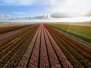 Crédence de cuisine en verre imprimé Tulipe Arial view of tulip field