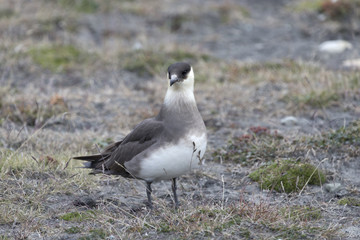 Arctic skua, from Arctic, Svalbard.