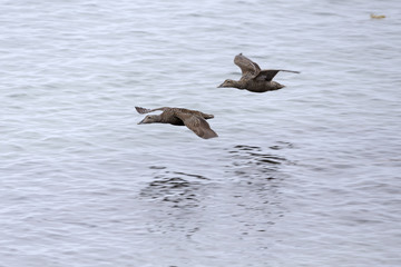 Female Common eiders in flight, Arctic.