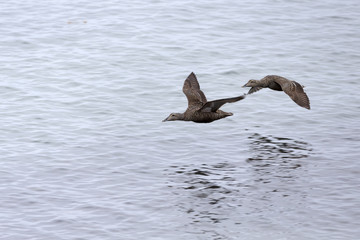 Female Common eiders in flight, Arctic.