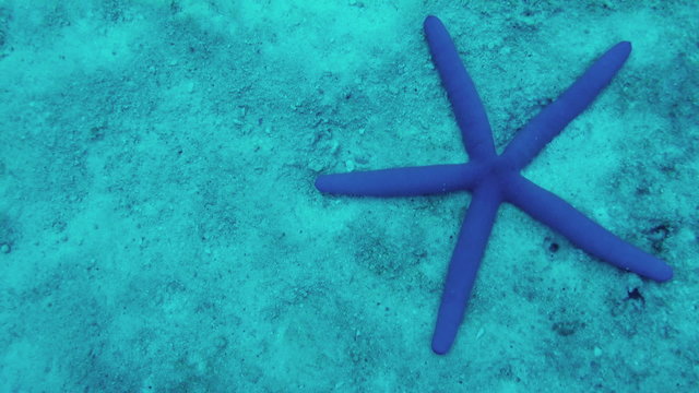 Scuba diving. View of starfish on seabed