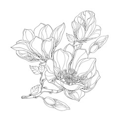Obraz premium Stem with ornate magnolia flower, buds and leaves isolated on white background. Floral elements in contour style.