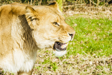 Fototapeta premium African lion portrait 