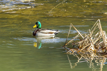 Mallard swimming in wetland.