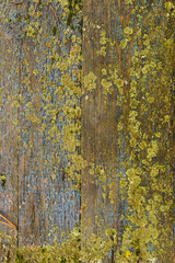 Старые доски с облупившейся краской и лишайником, вид сверху
