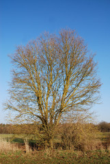 Baum auf Feld