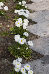 Obraz premium bellis perennis daisy in the garden