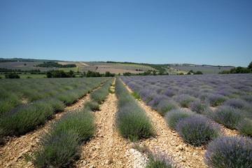 F, Provence, Vaucluse, Plateau d'Albion mit Lavendelfeldern