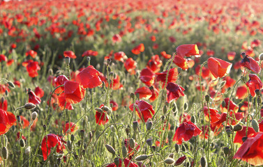 Fototapeta na wymiar Poppy field, toned image