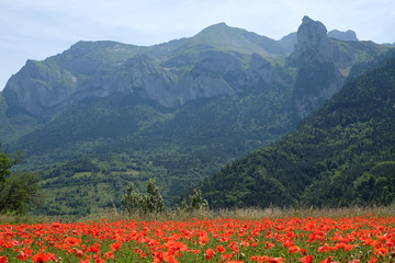 Fototapeta na wymiar F, Provence, Haut-Alpes, Mohnblüte in den Dauphiné-Alpen bei Saint Disdier