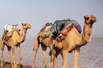 Caravane de chameaux au lac Assale. Danakil-Éthiopie. 0267