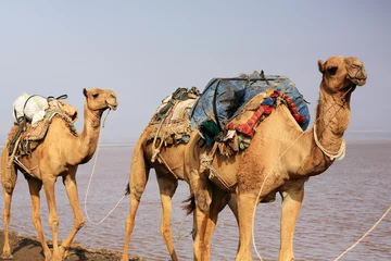 Papier Peint photo Chameau Caravane de chameaux au lac Assale. Danakil-Éthiopie. 0267