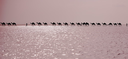 Des bergers Afar conduisent une caravane de chameaux. Danakil-Éthiopie. 0276