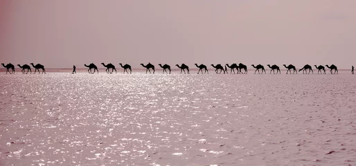 Crédence de cuisine en verre imprimé Chameau Des bergers Afar conduisent une caravane de chameaux. Danakil-Éthiopie. 0276