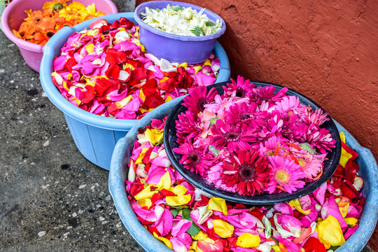 Bowls of flowers & rose petals for Palm Sunday procession carpets in Antigua, Guatemala