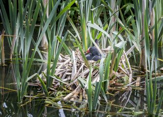 Moorhen sitting on nest among reeds