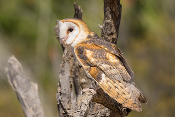 Barn Owl