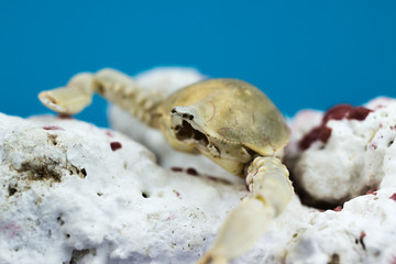 Crab with coral
