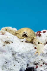 Crab with coral