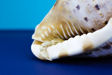 Crab in a seashell