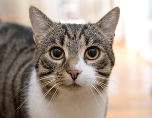 domestic tabby cat