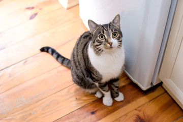 Fototapeta premium domestic tabby cat